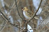 Harris's Sparrow